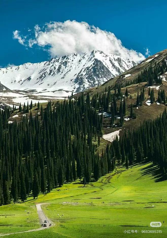 库尔德宁云杉林